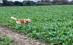 Golden Retriever dogs for sale: Golden retriever male - Advert 7