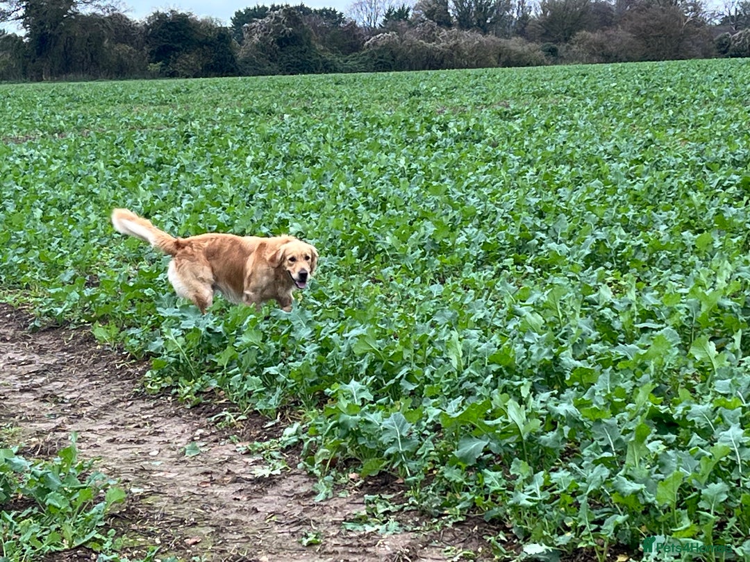 Golden Retriever dogs for sale: Golden retriever male - Advert 7