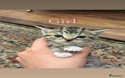 British Shorthair cats for sale: British shorthair mixed with tabby - Image 6