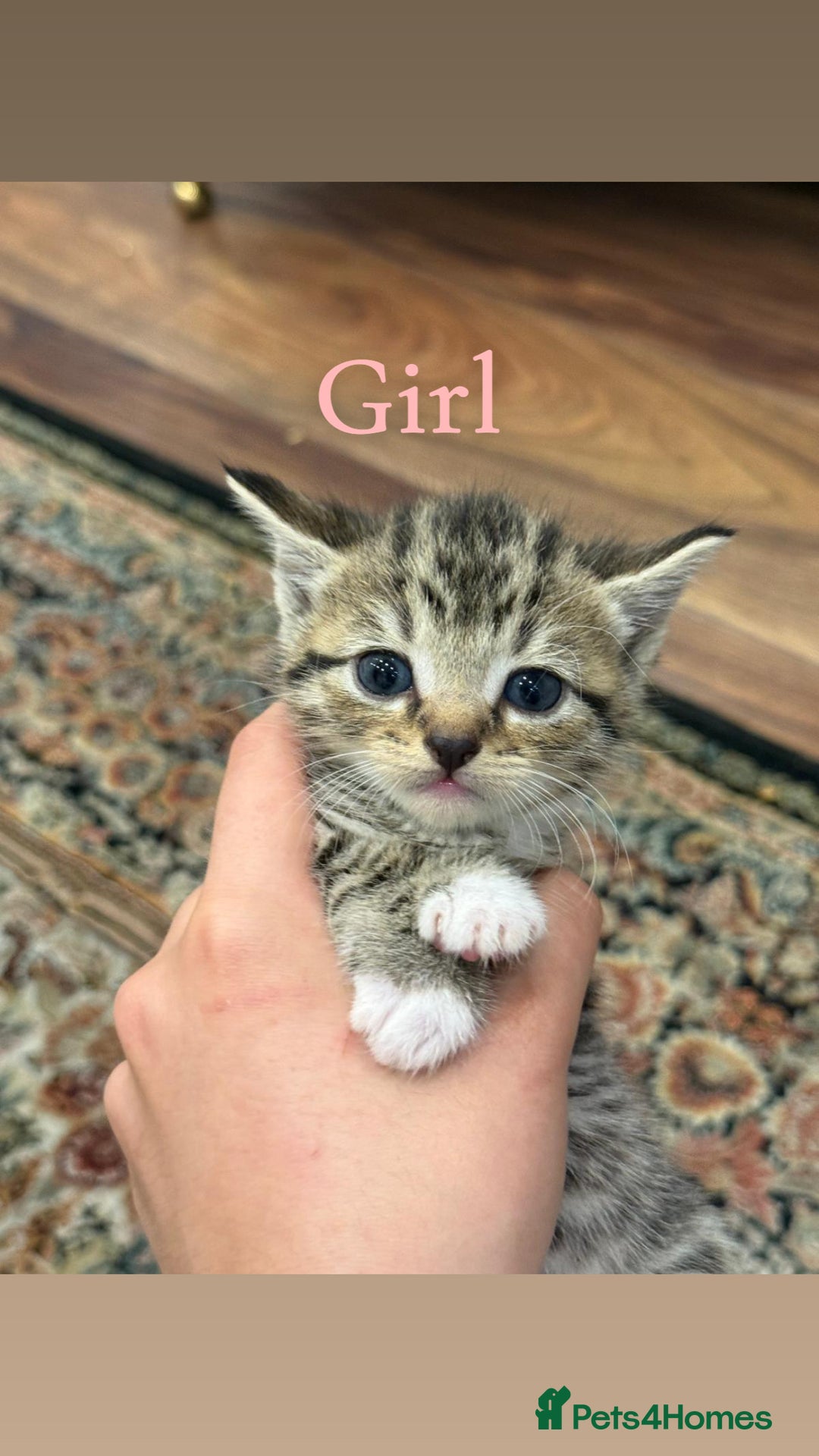 British Shorthair cats for sale: British shorthair mixed with tabby - Image 6