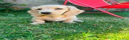 Miniature Dachshund dogs for sale: Longhaired miniature dachshund  - Advert 17