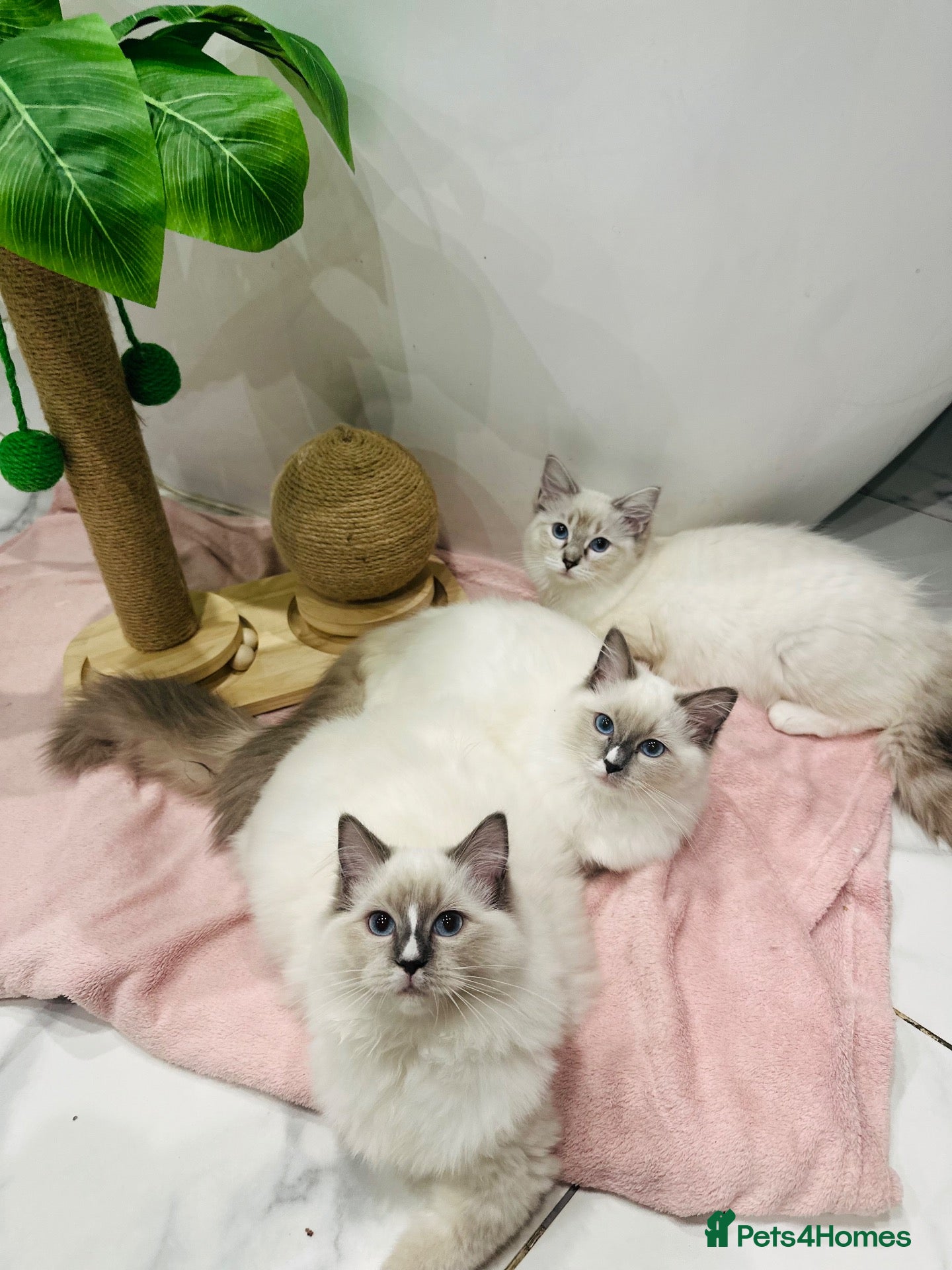 Ragdoll cats 3 LEFT 🩷Ready NOW GCCF Registered kittens 😻😻 - Advert 16