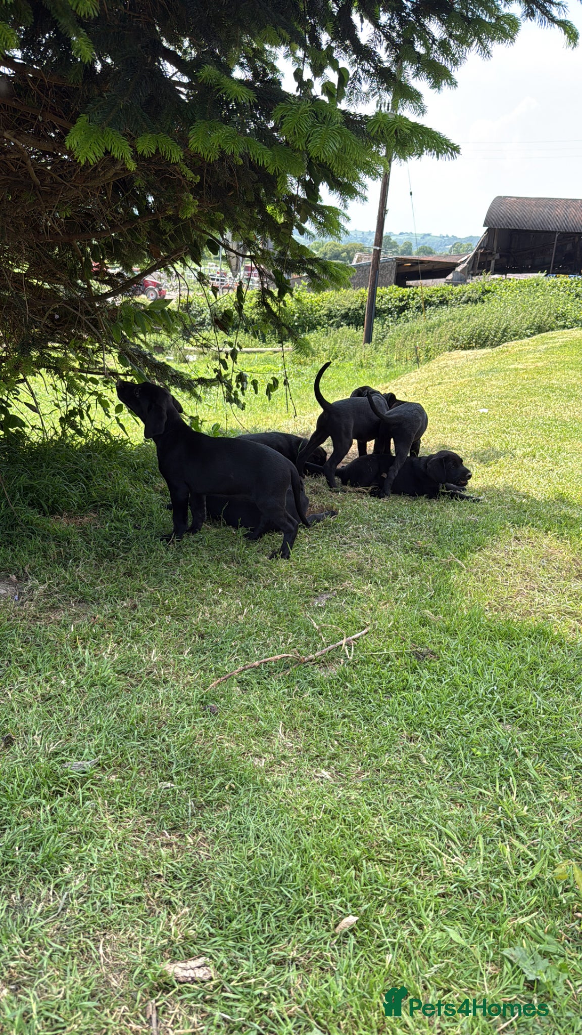 Labrador Retriever dogs Labrador x Labrador/flat coat retriever puppies - Advert 1