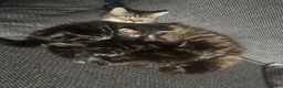 British Longhair cats for sale: Luna’s beautiful longhair tabby kittens 🐾🥰 - Advert 7
