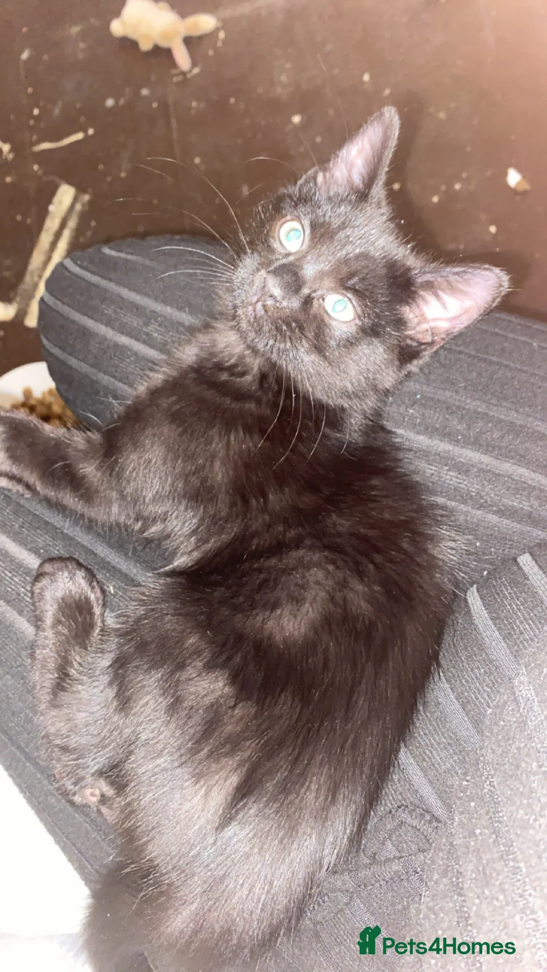 Domestic Shorthair cats for sale: Female kitten  - Advert 1