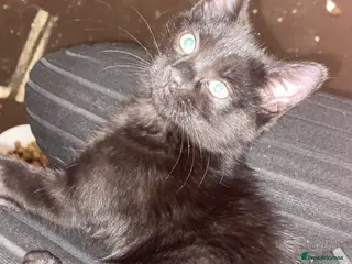 Domestic Shorthair cats Female kitten - Advert 7