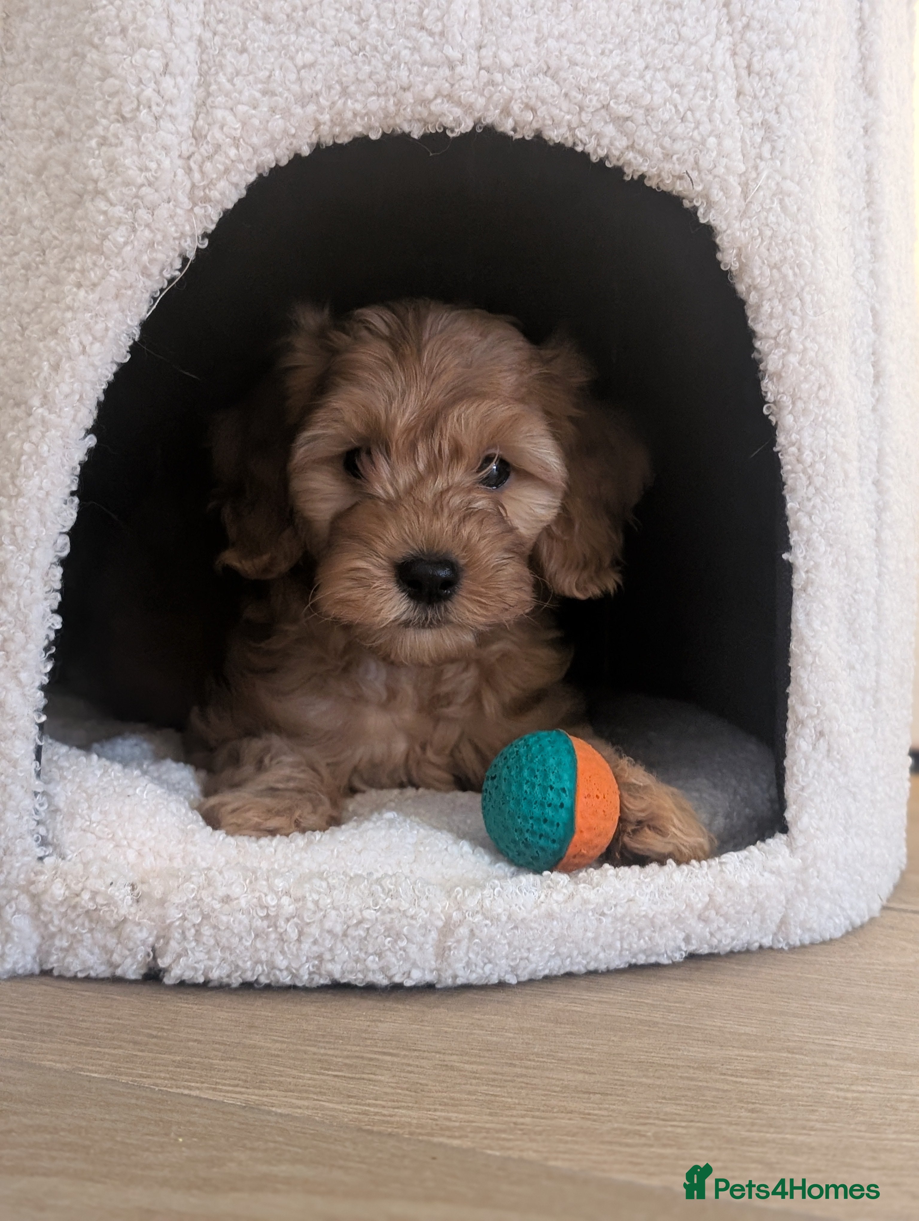 Goldendoodle dogs 1 GIRL LEFT READY! F1BB Miniature goldendoodles   - Advert 13