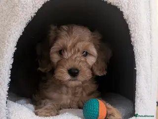 Goldendoodle dogs 1 GIRL LEFT READY! F1BB Miniature goldendoodles - Advert 13