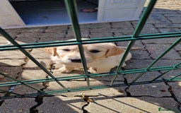 Golden Retriever dogs for sale: Golden retriever pups - Image 11