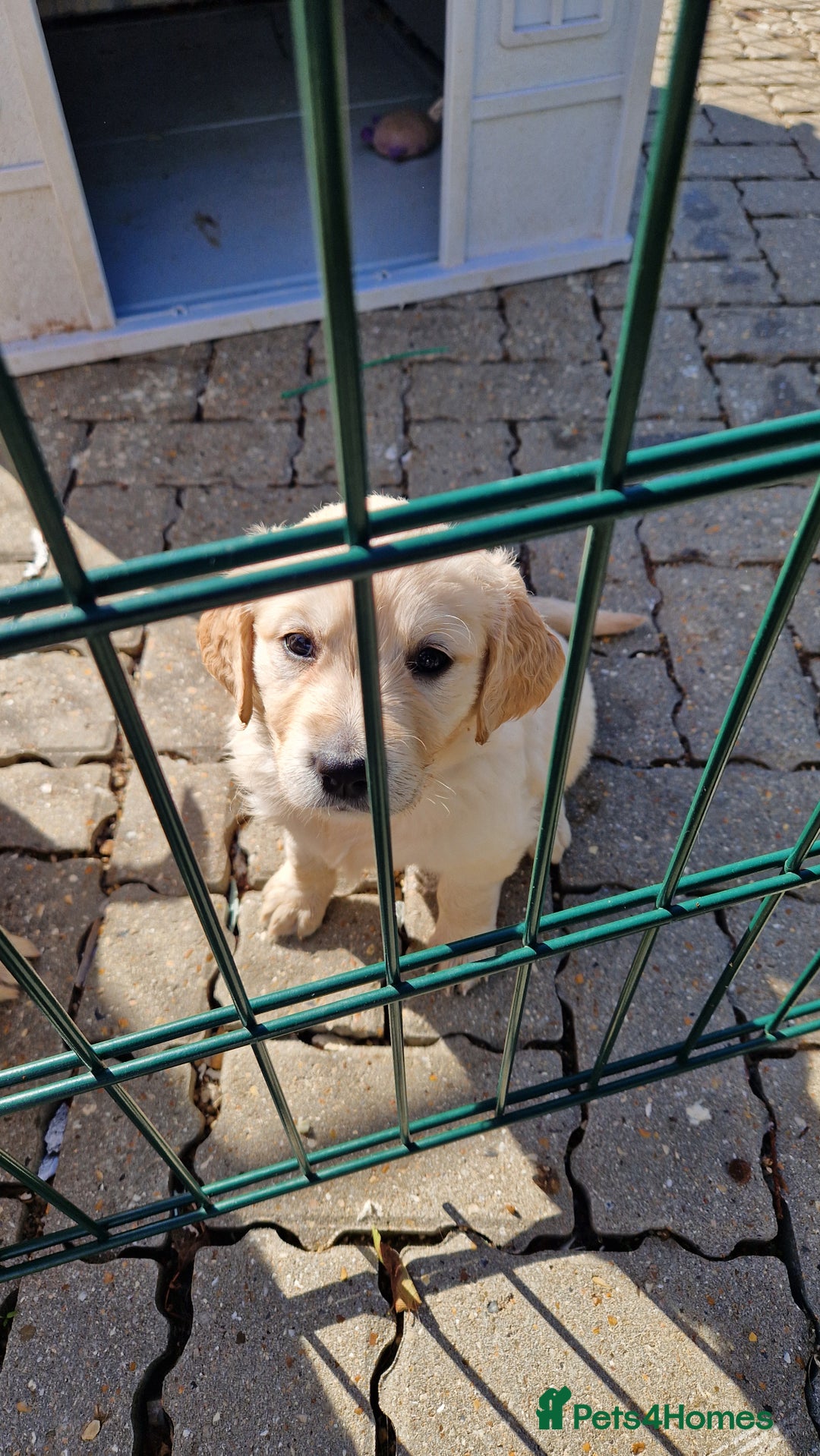 Golden Retriever dogs for sale: Golden retriever pups - Image 11