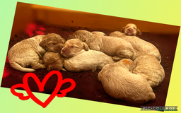 Australian Labradoodle dogs for sale: ♥️ 1 girl left ♥️ tiny tails , big hearts ♥️  - Image 31