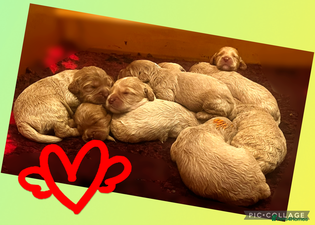 Australian Labradoodle dogs for sale: ♥️ 1 girl left ♥️ tiny tails , big hearts ♥️  - Image 31