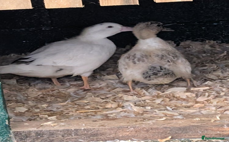 Ducks poultry - Advert 1