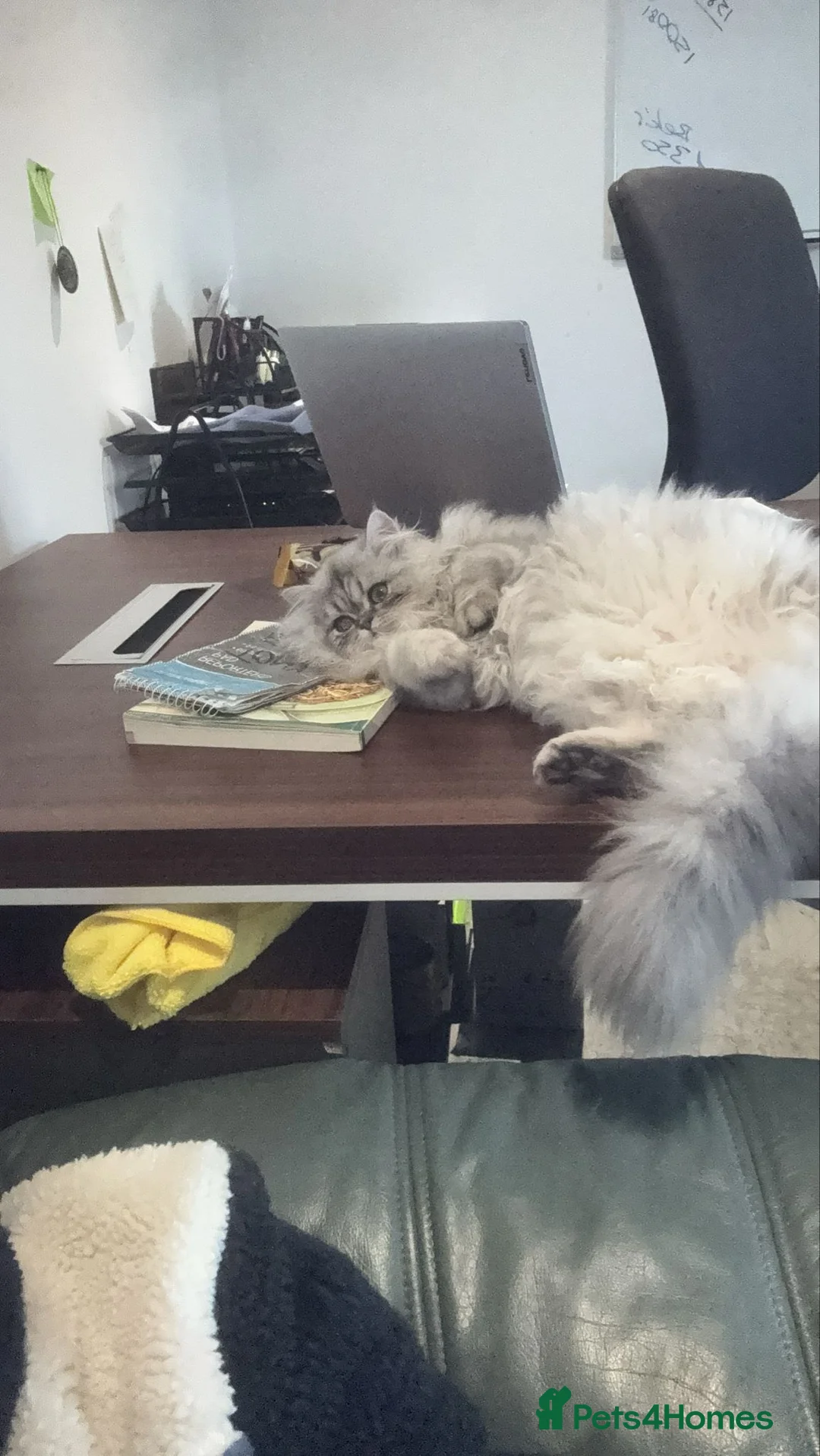 Persian cats for sale: Persian Chinchilla  - Advert 9