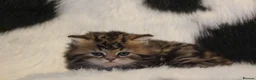 Scottish Fold cats for sale: Eight wee wonders seek mum/dad - Advert 15