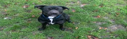 Staffordshire Bull Terrier dogs for sale: Sad sale of duke our much loved staff  - Advert 4