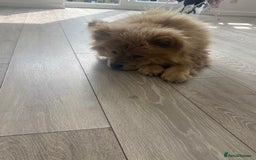 Chow Chow dogs for sale: Female chow chow  - Image 3