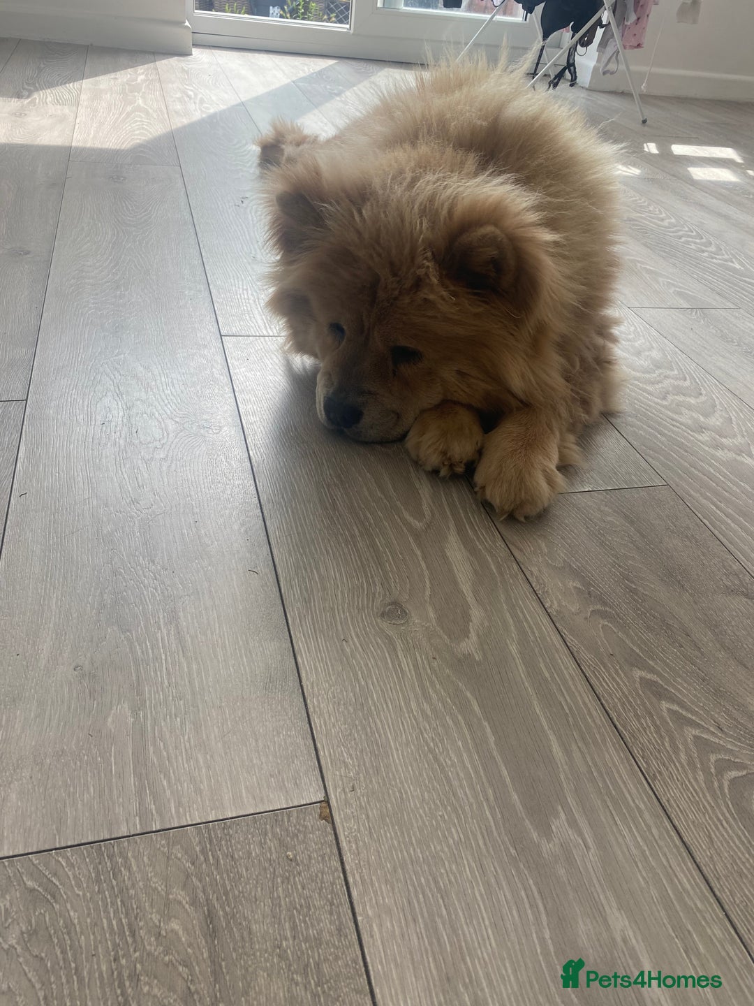 Chow Chow dogs for sale: Female chow chow  - Image 3