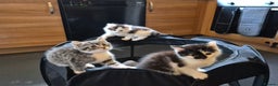 Mixed Breed cats for sale: XxX Gorgeous calico mixedbreed kittens 2 left ♥️  - Advert 4