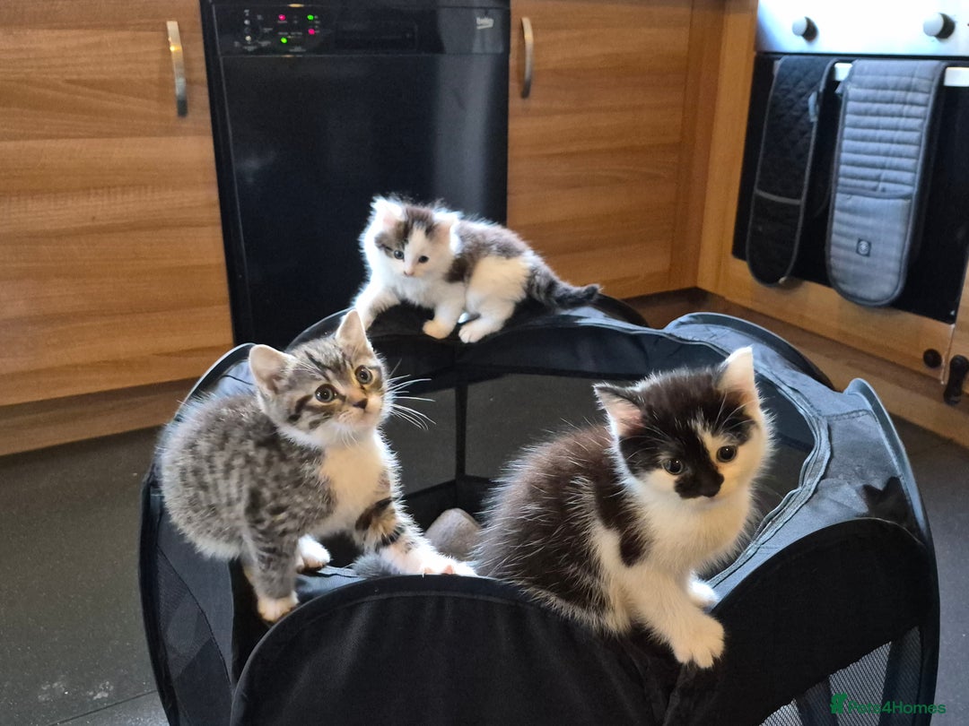 Mixed Breed cats for sale: XxX Gorgeous calico mixedbreed kittens 2 left ♥️  - Advert 4