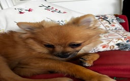 Pomchi dogs for sale: 6 months old pomchi female - Advert 3