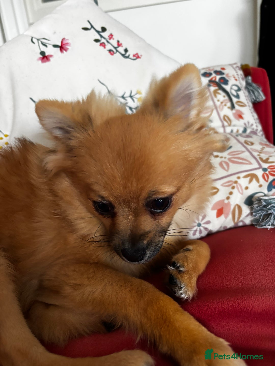 Pomchi dogs for sale: 6 months old pomchi female - Advert 3