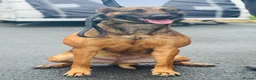 Belgian Shepherd Dog dogs for sale: Malinois family protection dog  - Advert 2