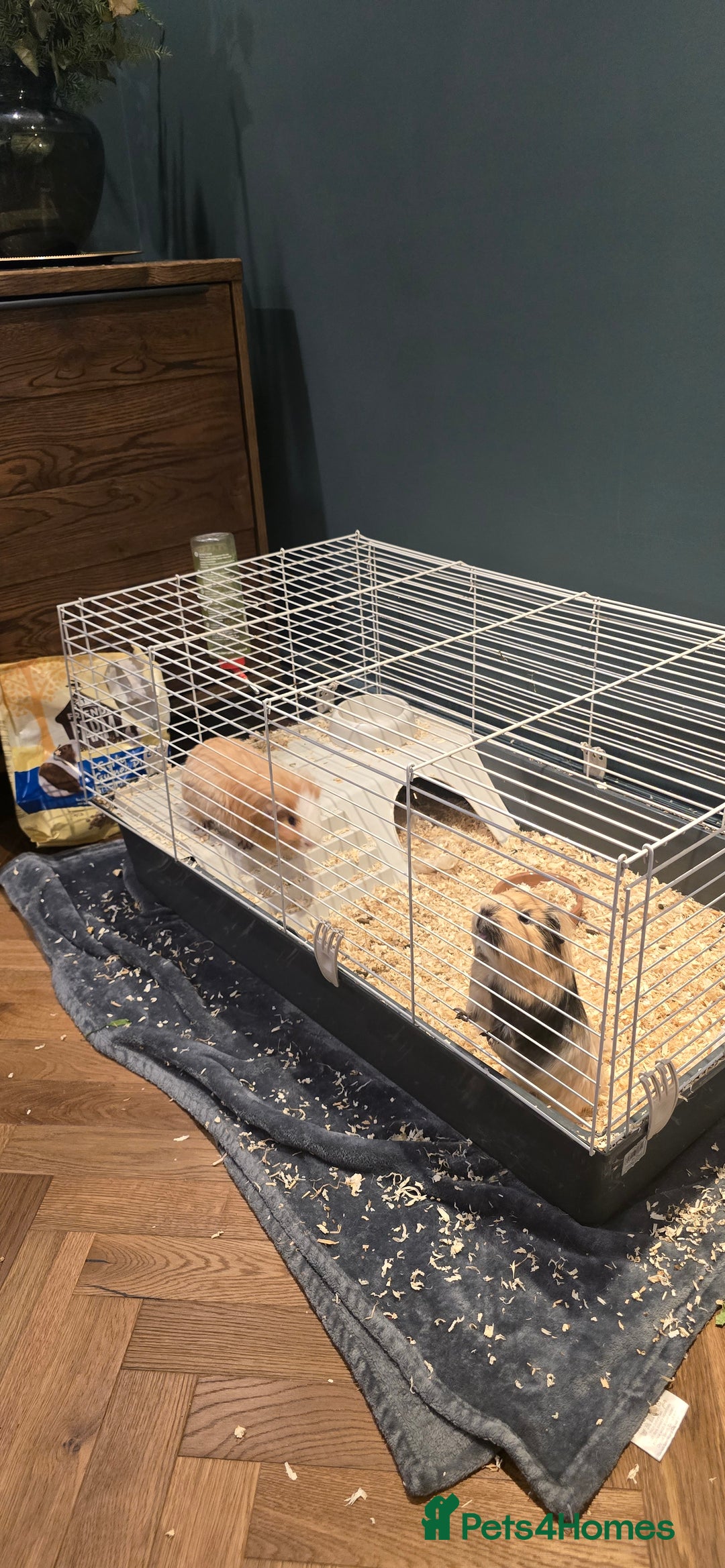 Guinea Pig rodents for sale: 2 Lovely Guinea Pigs for Sale - Advert 5