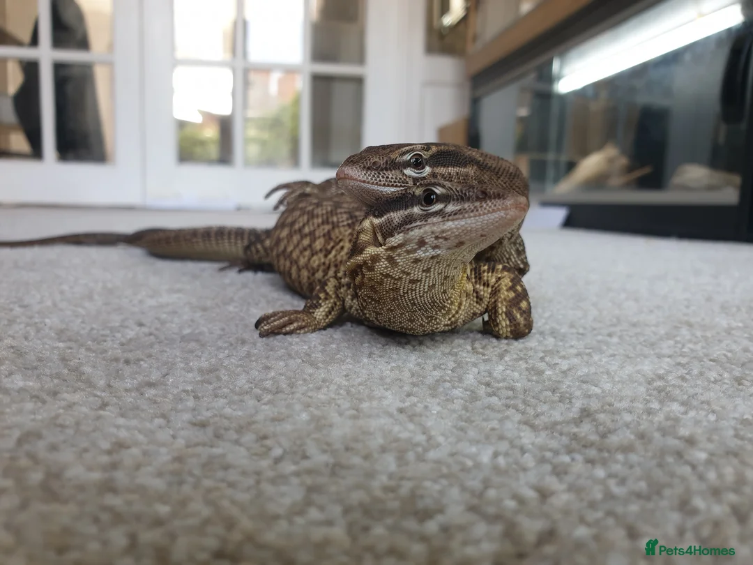 Monitor reptiles for sale: Ackie moniter pair in Newcastle upon Tyne - Advert 3