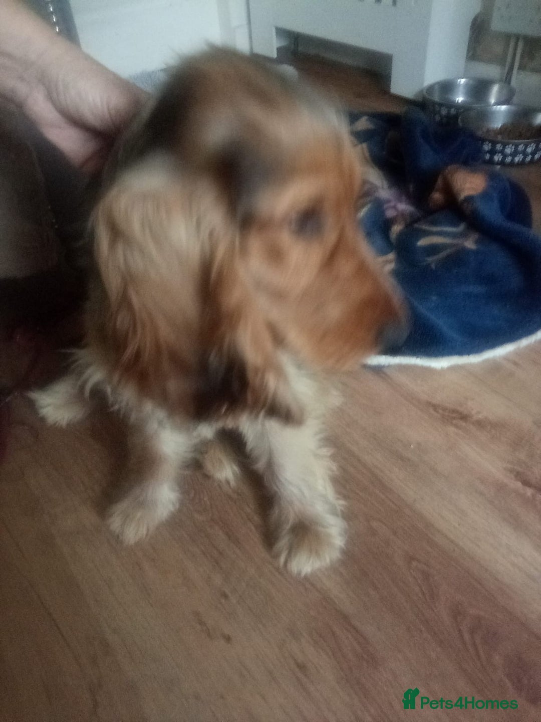 Cocker Spaniel dogs for sale: Cocker spaniel  - Image 5