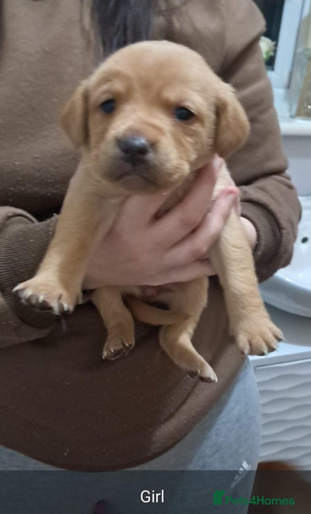 Labrador Retriever dogs for sale: Litter of 8 Labrador puppies  - Advert 4
