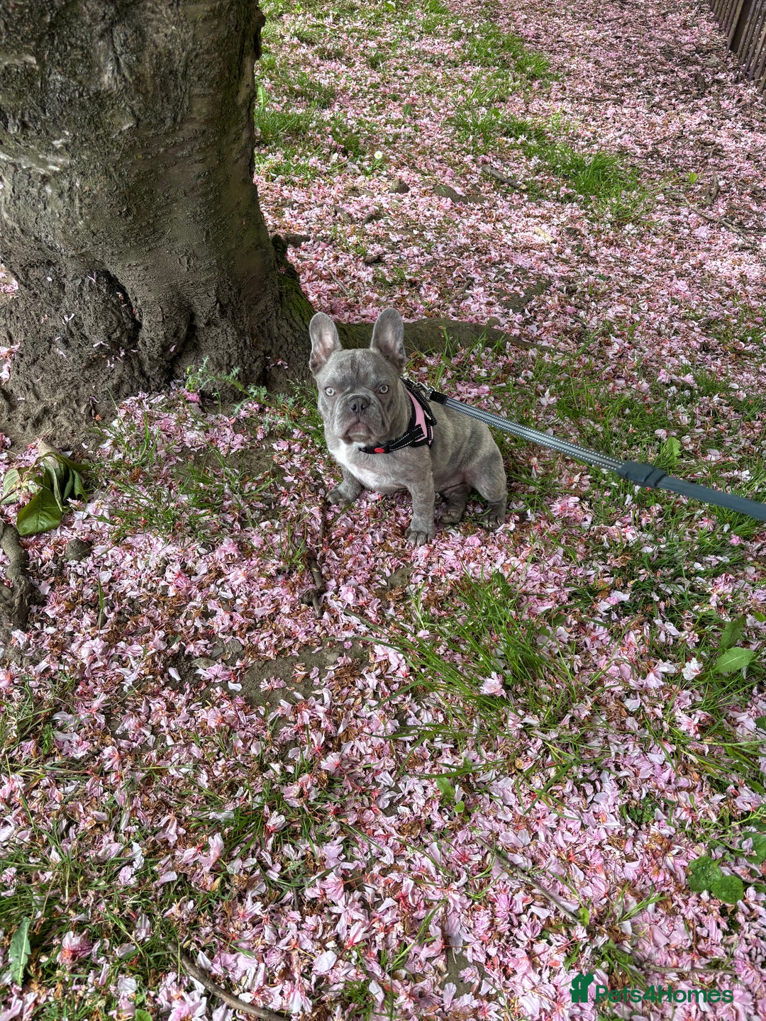 French Bulldog dogs for sale: French bulldog female  in Hamilton - Image 6
