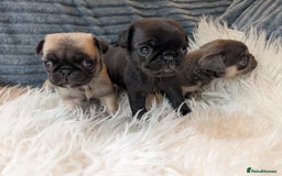 Pug dogs for sale: Quality PUG puppies. Fawn.Black and Blue/Tan - Image 6