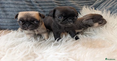 Pug dogs - Advert 2