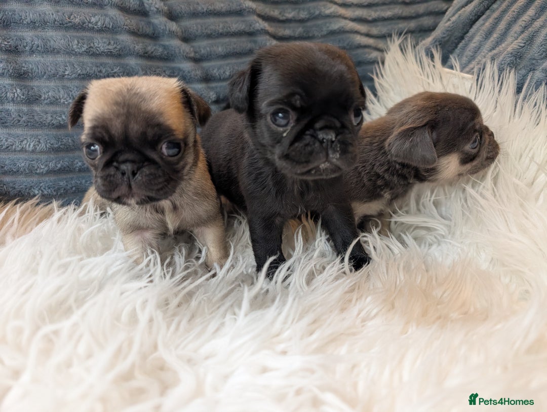 Pug dogs for sale: Quality PUG puppies. Fawn.Black and Blue/Tan - Image 6