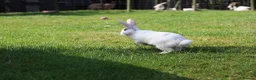 Angora rabbits for sale:     Beautiful Baby Angora Cross bunny rabbit - Advert 8