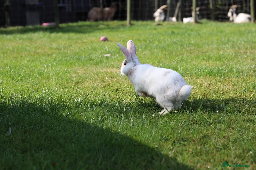 Angora rabbits for sale:     Beautiful Baby Angora Cross bunny rabbit - Advert 8