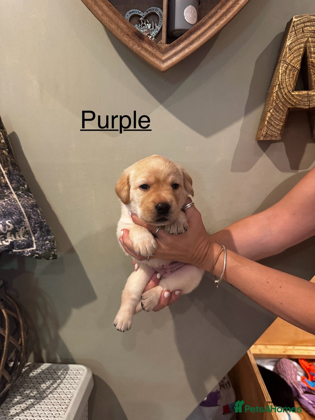 Labrador Retriever dogs for sale: English yellow Labradors  - Image 5