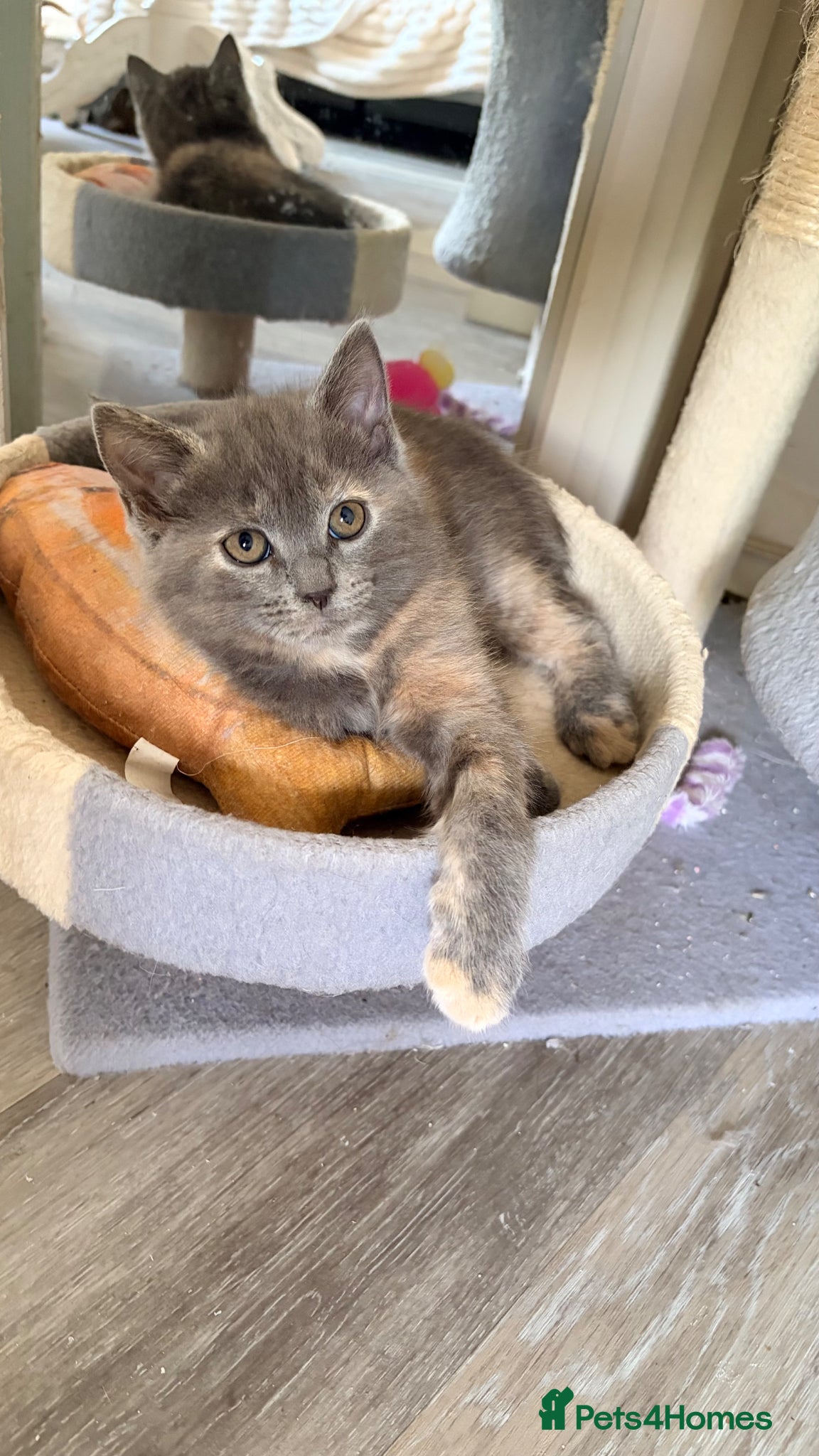 Scottish Fold cats for sale: Scottish fold, Maine coon x in Newmarket - Advert 6