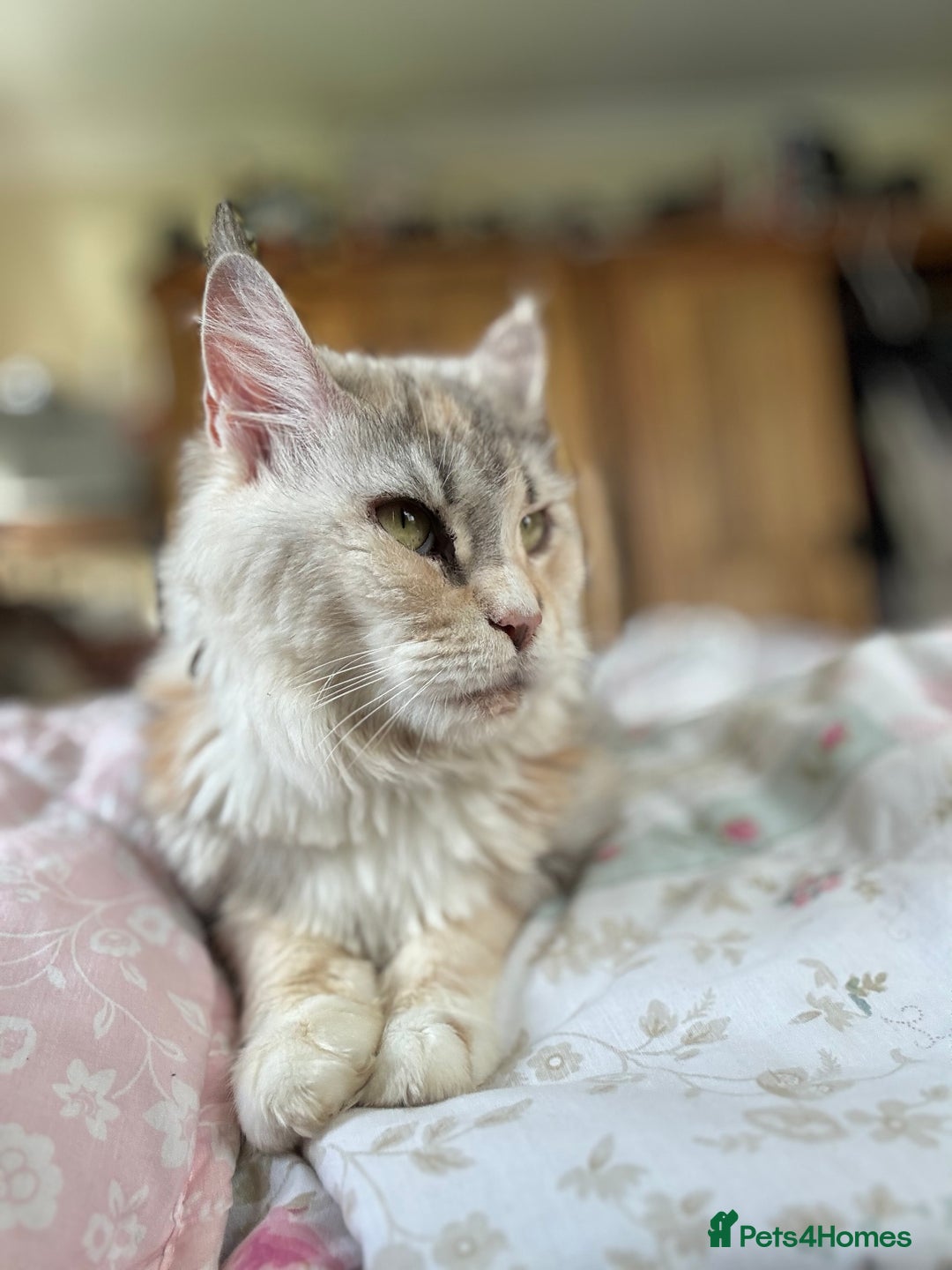 Maine Coon cats for sale: Retired MaineCoon Queen - Advert 4