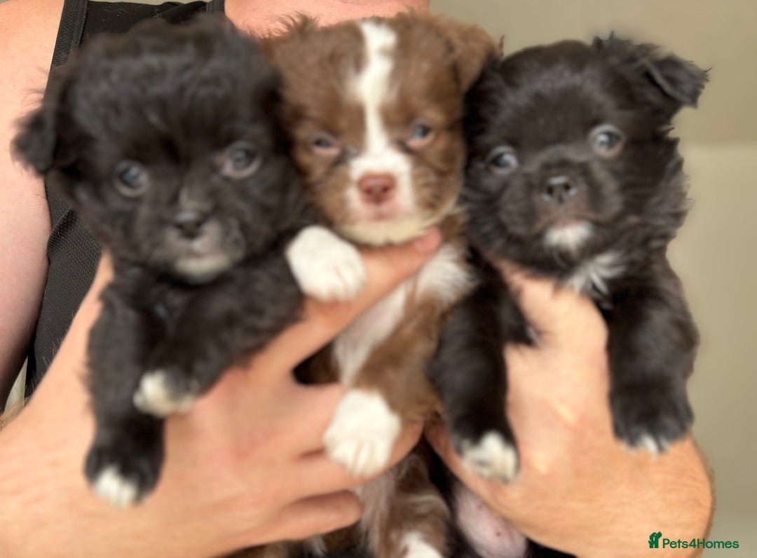 Chihuahua dogs for sale: 3 long haired Chihuahua puppies - Image 1