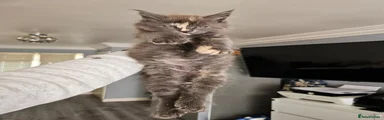 Maine Coon Kitten 7