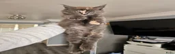 Maine Coon cats for sale: pure MAINE COONS - Advert 7