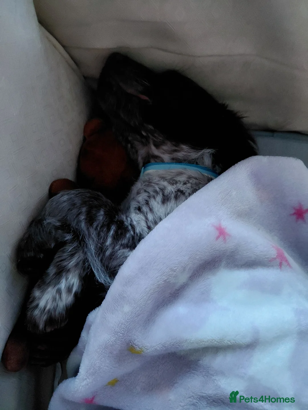 Mixed Breed dogs for sale: Sprocker - Advert 4