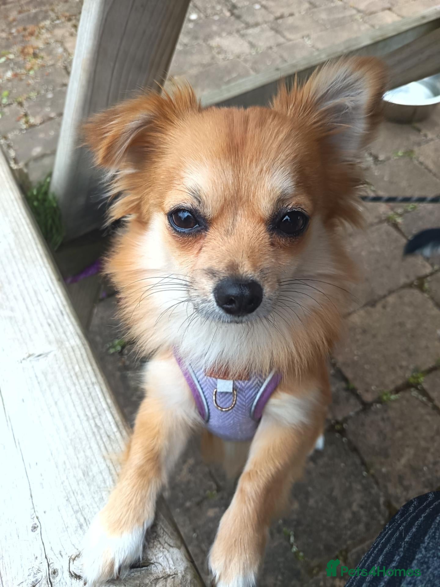 Pomchi dogs 1 Year Old Pomchi - Advert 2