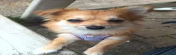 Pomchi dogs for sale: 1 Year Old Pomchi - Advert 1