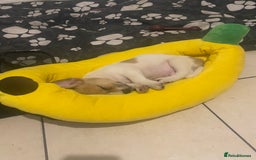 Mixed Breed dogs for sale: Jack Russell cross - Image 3