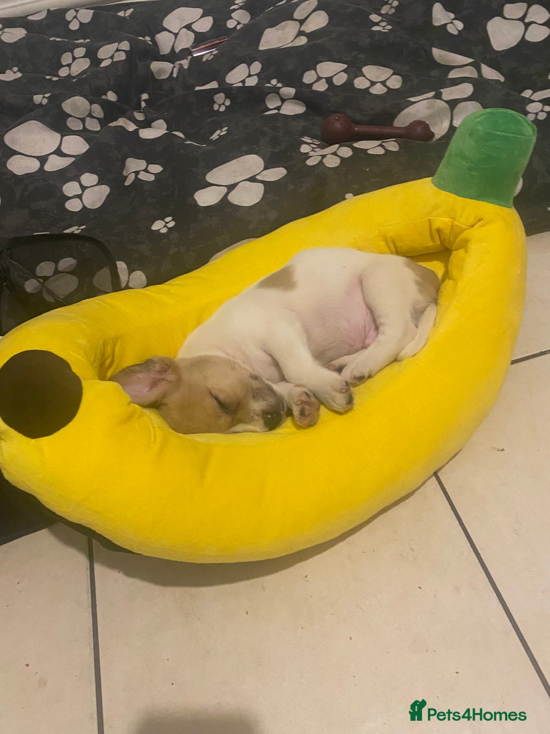 Mixed Breed dogs for sale: Jack Russell cross - Image 3