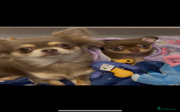 Chihuahua dogs for sale: Chocolate tan Chihuahua female  - Advert 8