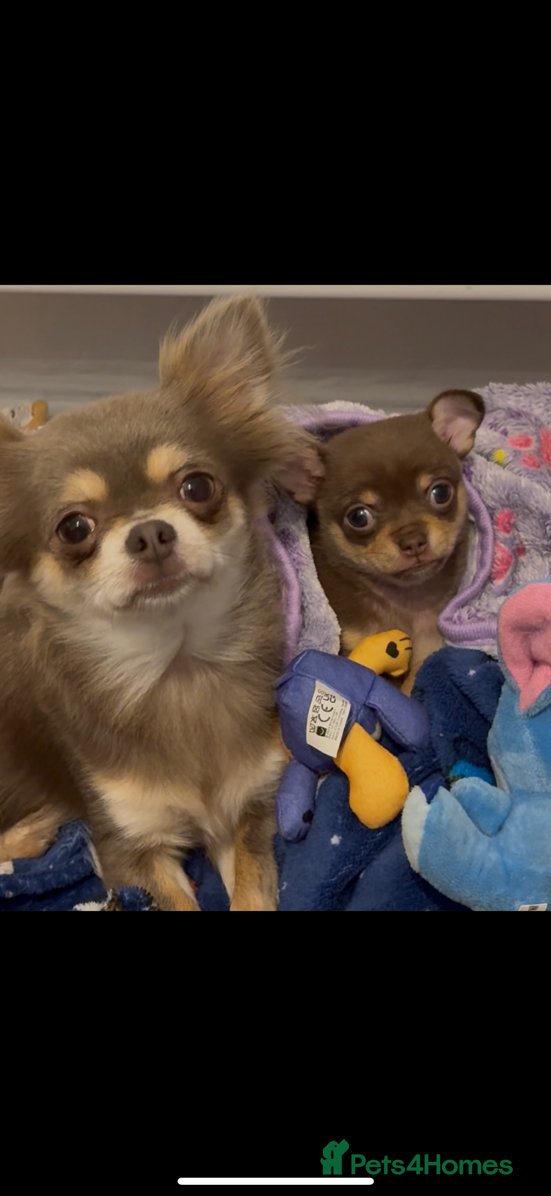 Chihuahua dogs for sale: Chocolate tan Chihuahua female  - Advert 8